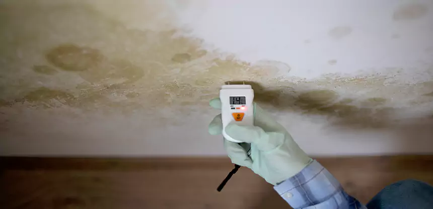 Emergency Mold Remediation in Hogansville